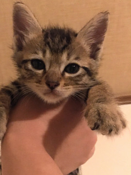 生後1カ月の5兄妹、薄い雉トラ♂