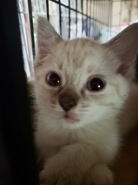 兄弟一緒に。7/1生まれのシャム系男子