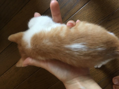 茶白メス白ブチ