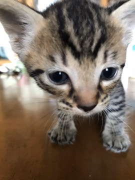キジトラ④