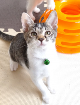 おしゃまなお転婆にゃんこ