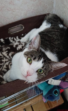 お利口で大人しいお嬢様