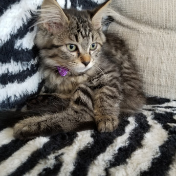 2ヵ月齢長毛の女の子part2です