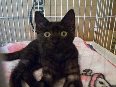 とても甘えたな珍しいブラックスモーク！