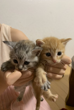 ふんわり美猫兄妹