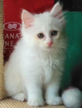 長毛 ゴージャスな白い女の子 動画あり