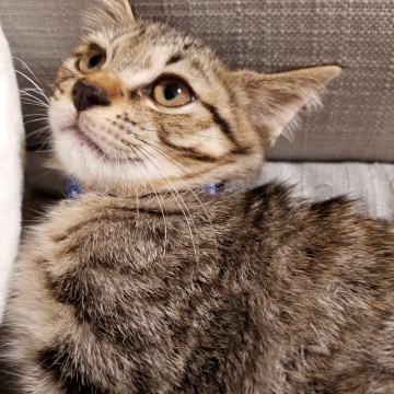 2ヵ月齢男の子です