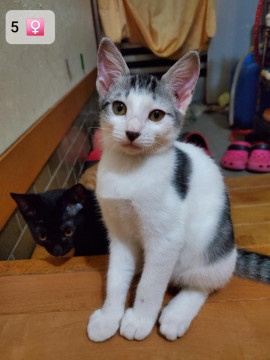 3ヶ月の子猫