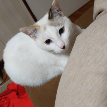 白猫ノーラちゃん