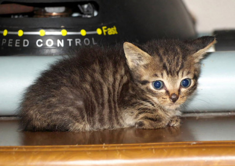 手のひらサイズ