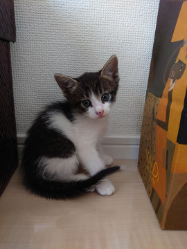 きょうだい猫