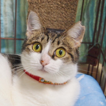 おだやかおとなしい丸顔猫☆初心者OK