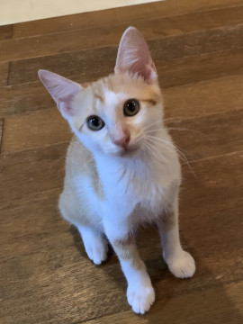 穏やかな性格の茶白君