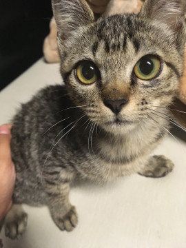 元気なキジトラ♀トラミちゃん