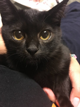 おっとり黒ねこ♀ミミコちゃん
