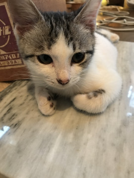 キジ白2〜3ヶ月