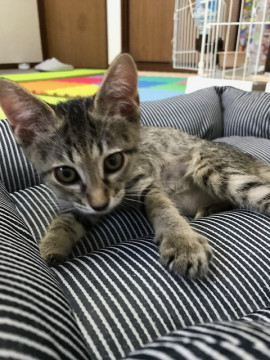 おっとり甘えん坊で食いしん坊