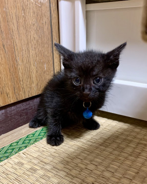 可愛い月ノ輪熊みたい