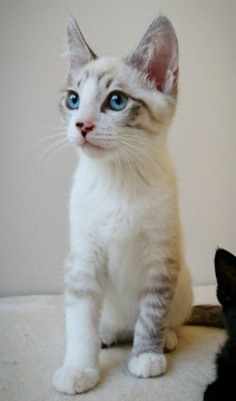 オルガ◆♂シャム系MIX