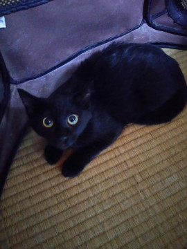 黒猫長毛
