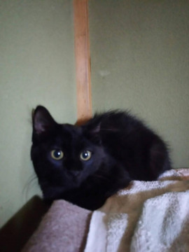 黒猫短毛