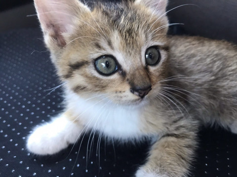 靴下を履いたような可愛い猫ちゃん