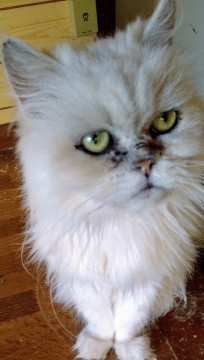 茨城の闇ブリーダー崩壊からの保護です。