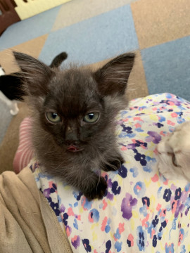 いつでも何かの上に・・・謎な子