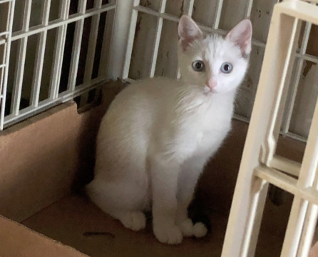 シャム系美人姉妹しろちゃん