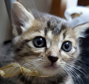 キジトラの女の子