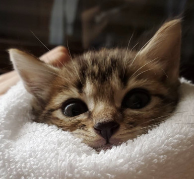 キジトラの男の子