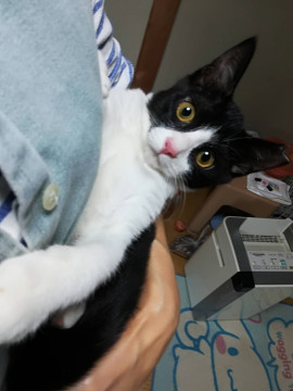 あなたのお膝を独り占めさせてください