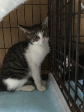 美形キジ白柄の女の子