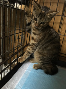 少し、シャーで、元気なキジミケ柄の女の子