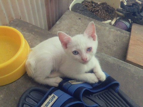 ちっちゃい白猫の女の子募集です