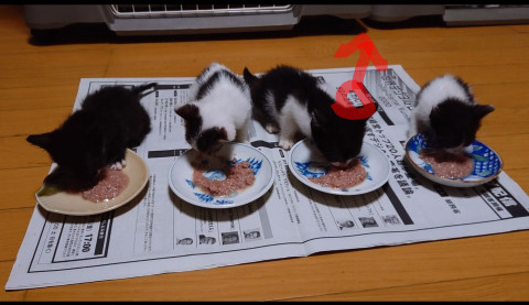 離乳順調、小さな4兄妹♂️♀