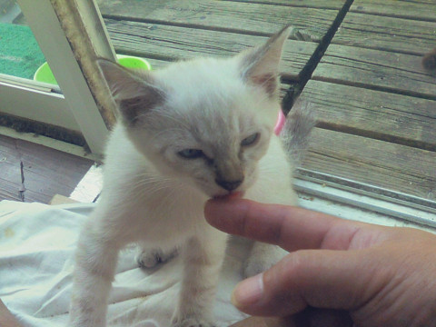 シャムミックスの男の子です。