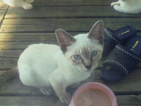 シャムミックスの男の子です。