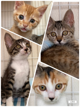 可愛い子猫4匹4柄います❤️
