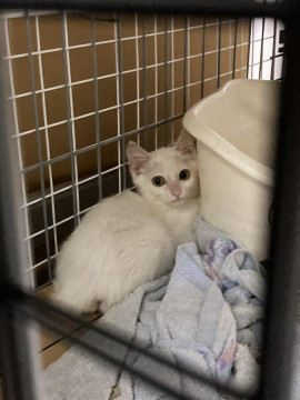 元気いっぱい白