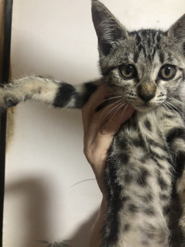 アメショー風キジトラちゃん