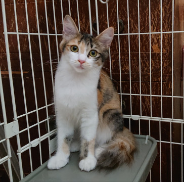 しっぽフサフサ、美人な白ミケちゃん♀