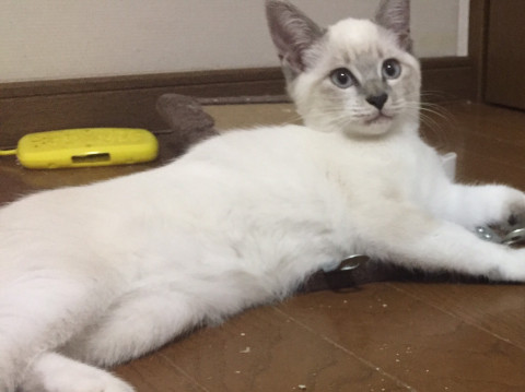 生後4か月、シャム系オス2匹可愛いです