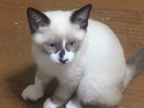 生後4か月、シャム系可愛いです