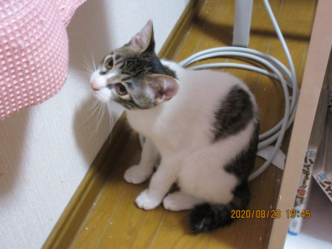 ご家族募集中