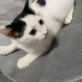 七三分けの女の子