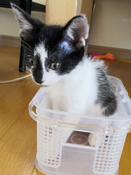 お鼻が黒い男の子