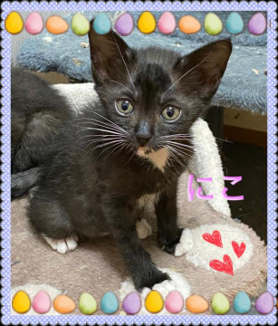 元気いっぱいの黒猫姉妹です。