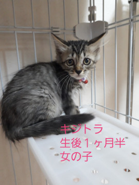 垂れ目なキジトラちゃん