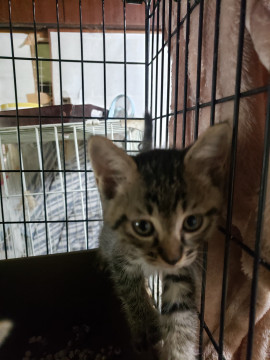 兄弟一緒に。7/1生まれのキジトラ男子